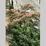 Апартаменты Familienapartment Am In